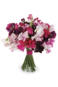 Sweet Peas bouquet Premier bride Jacksonville