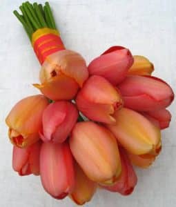 Tulip Bouquet Premier Bride Jacksonville