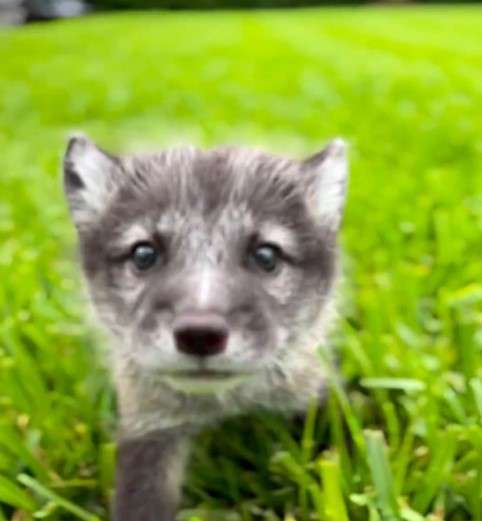 Zoological Wildlife