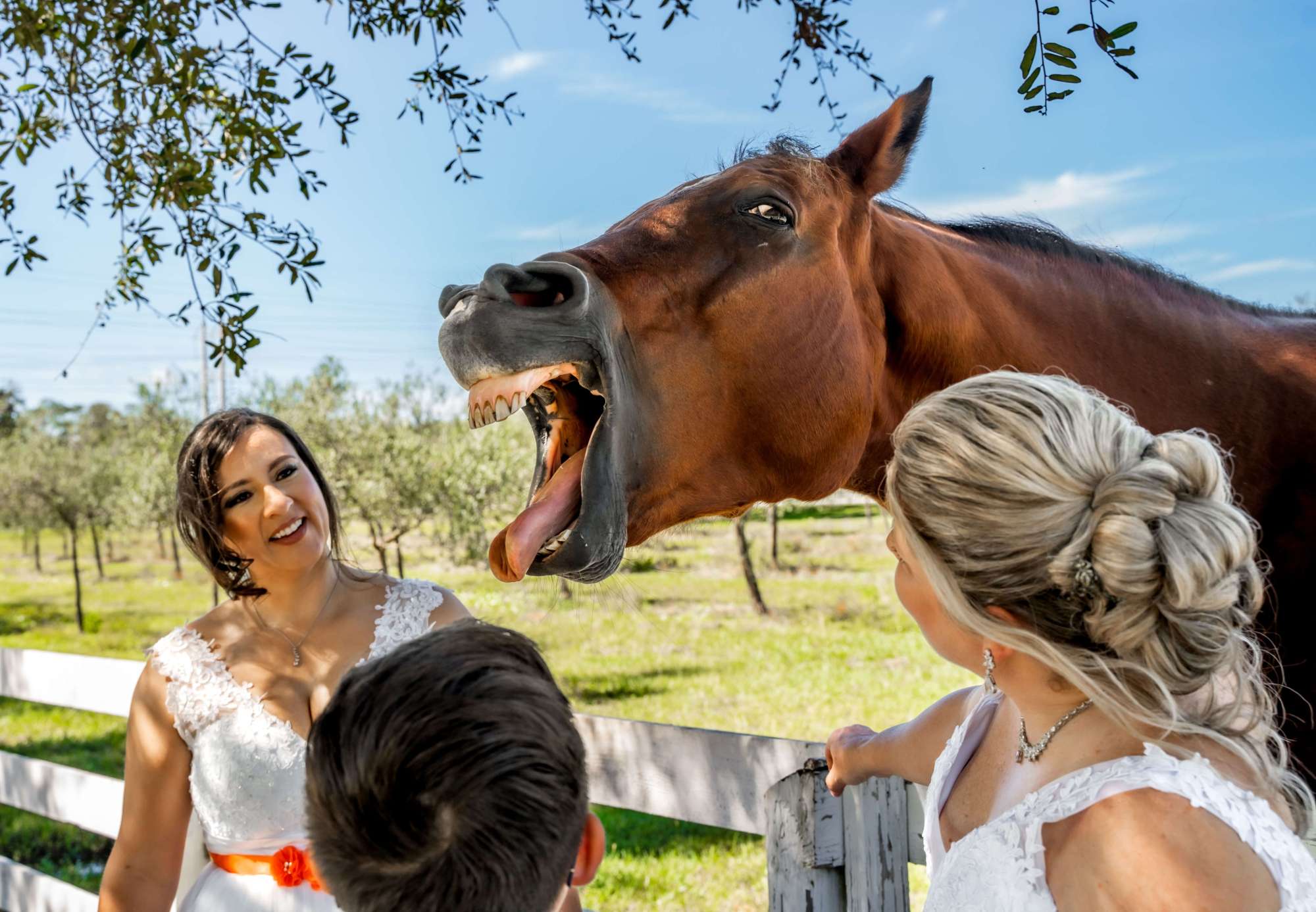 Funny horse picture at Kelly Farm by Breathless Imagery