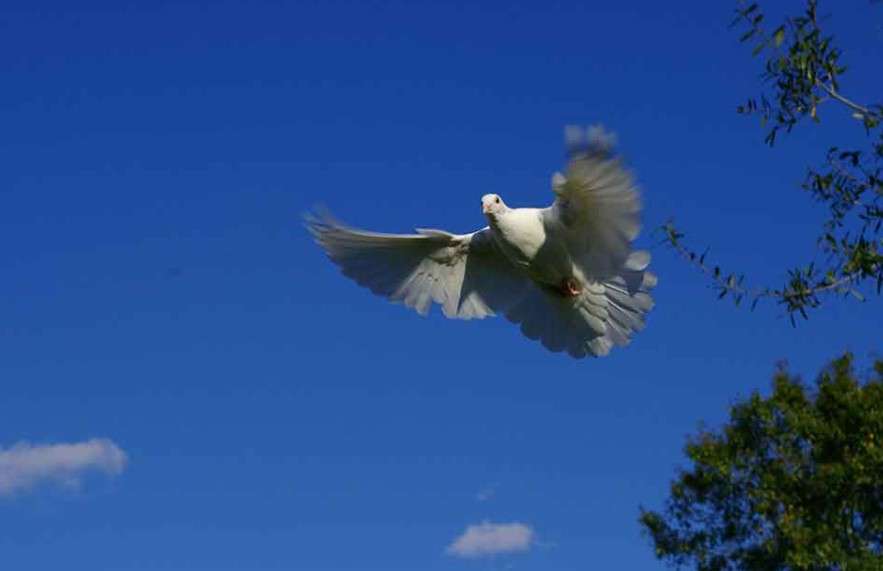 Sarasota Dove Release