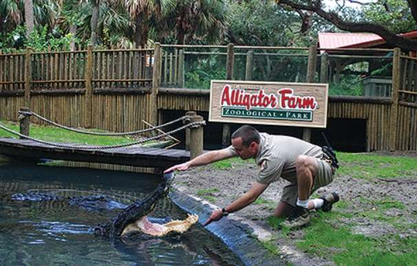 St Augustine Alligator Farm Trainer feeding the alligator at the St. Augustine Alligator Farm