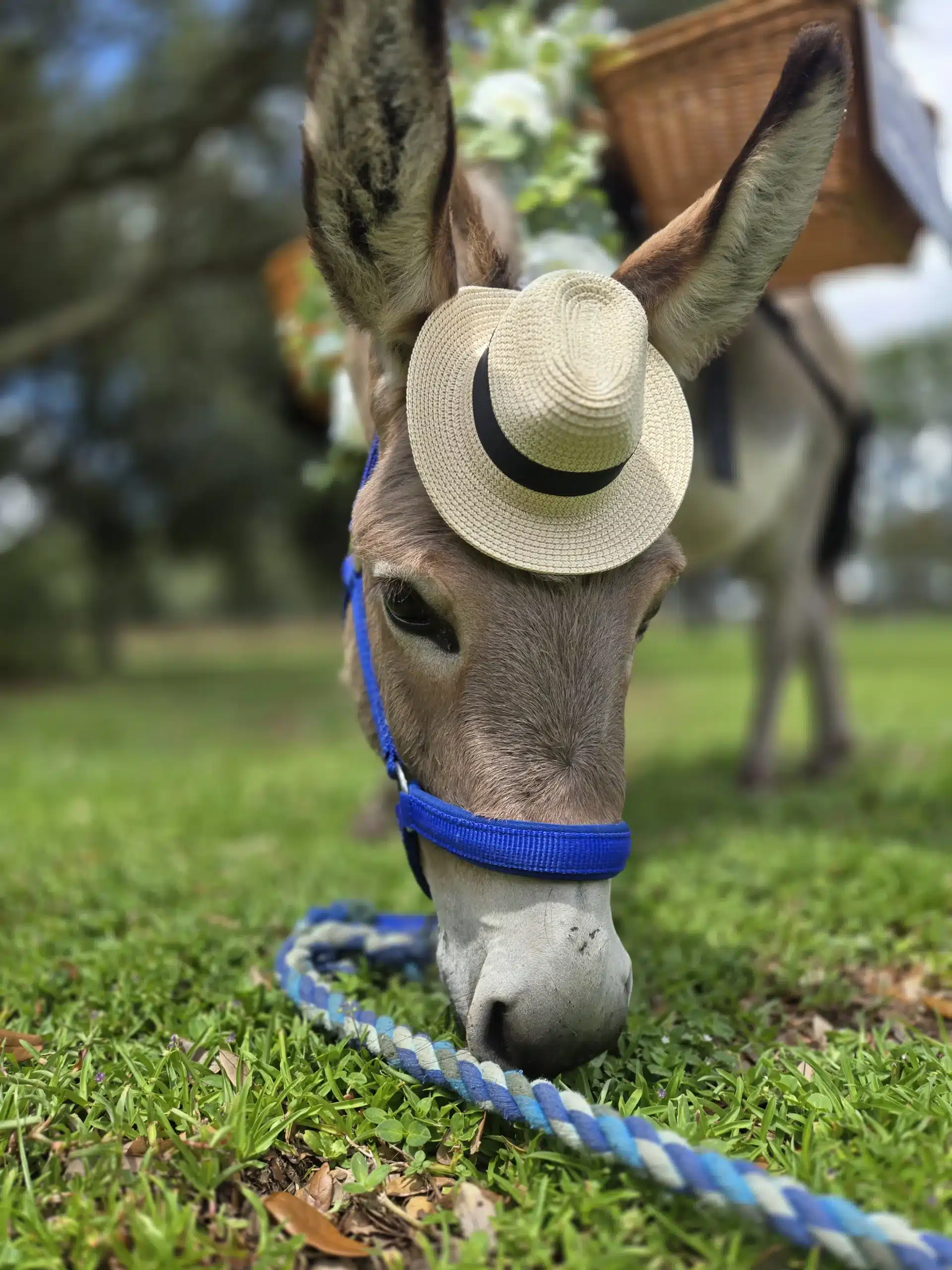 Burro Buddies a donkey in a little straw hat
