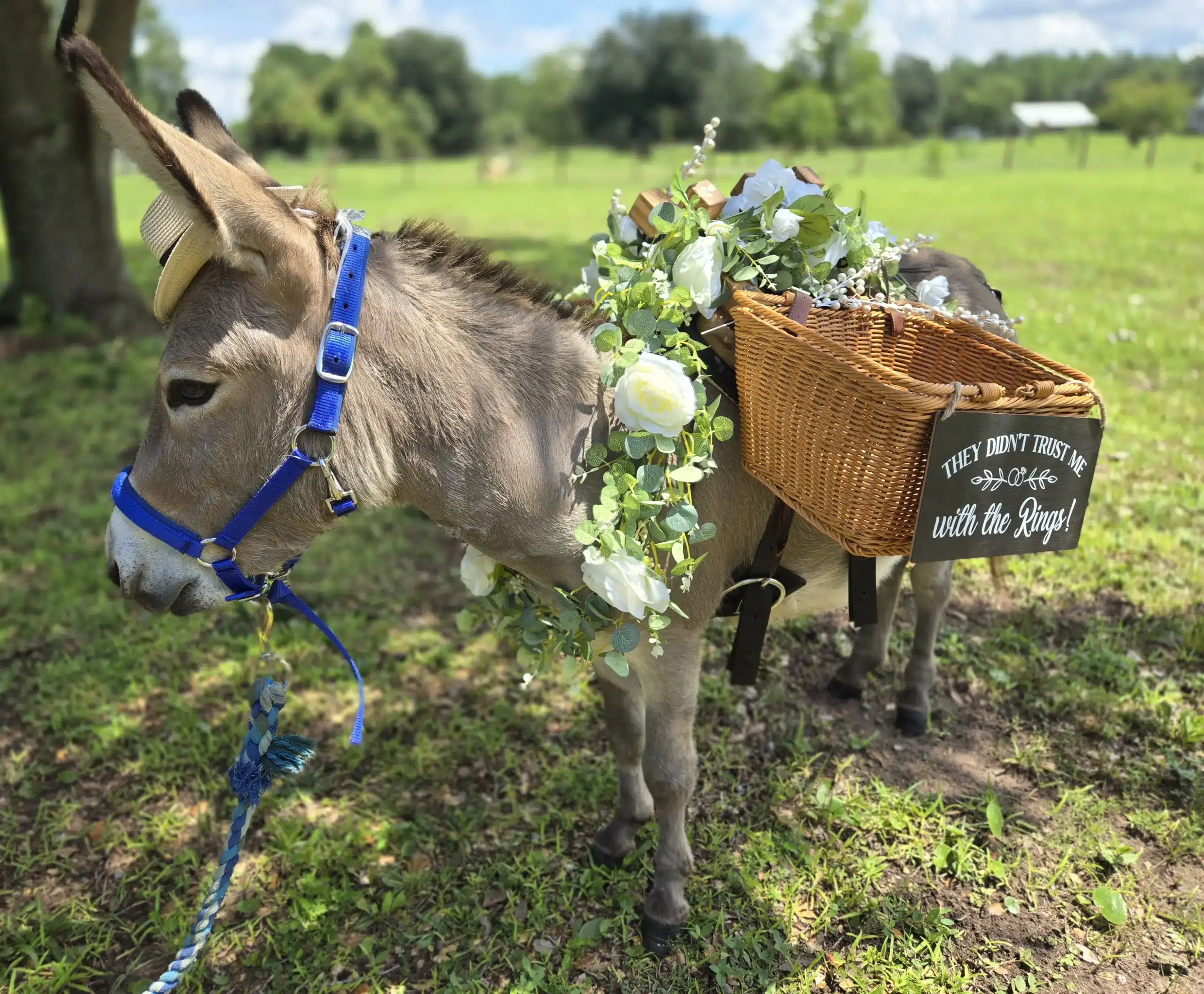 Burro Buddies - burros for hire for beverages at wedding