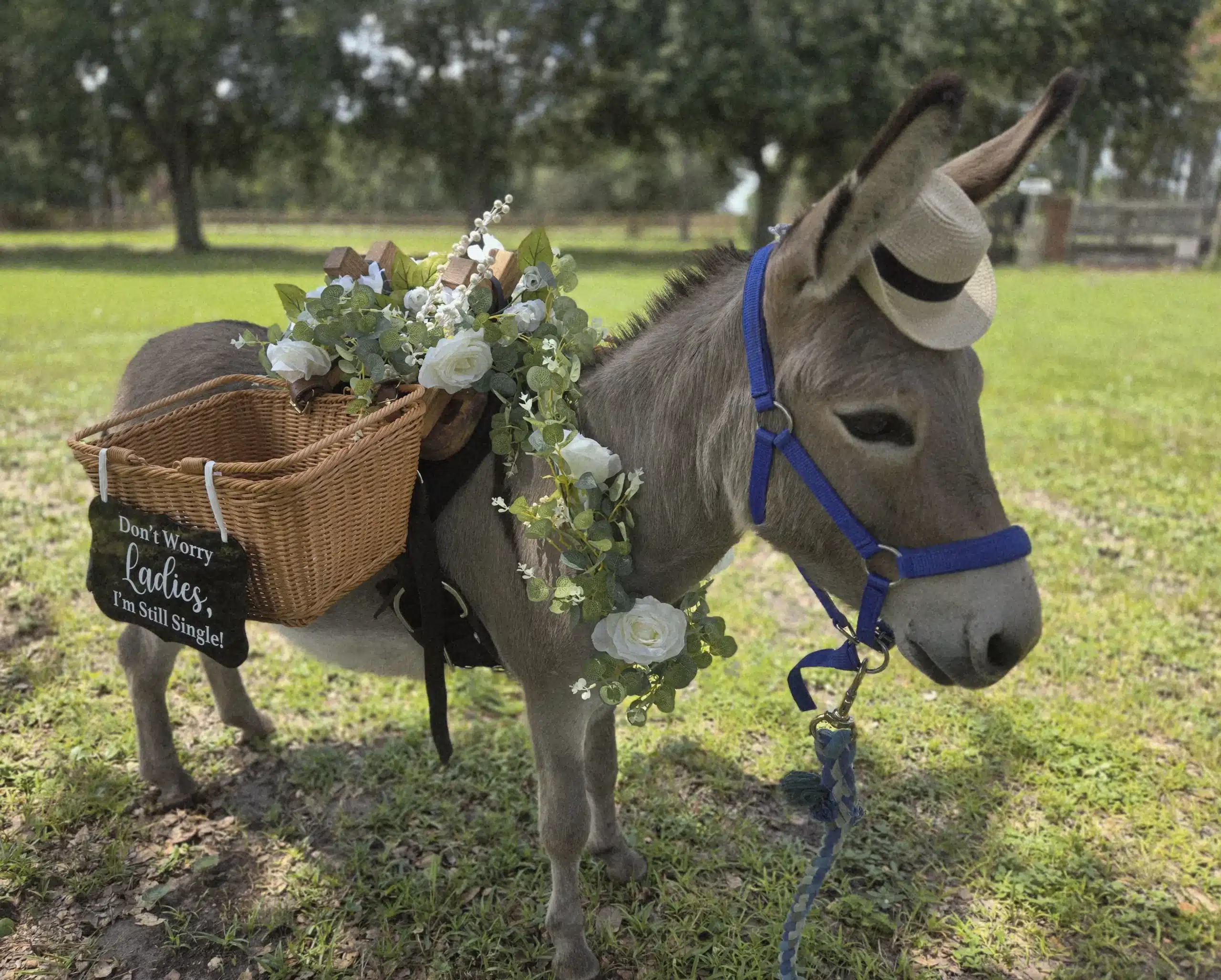 Burro Buddies beverage burro at the farm