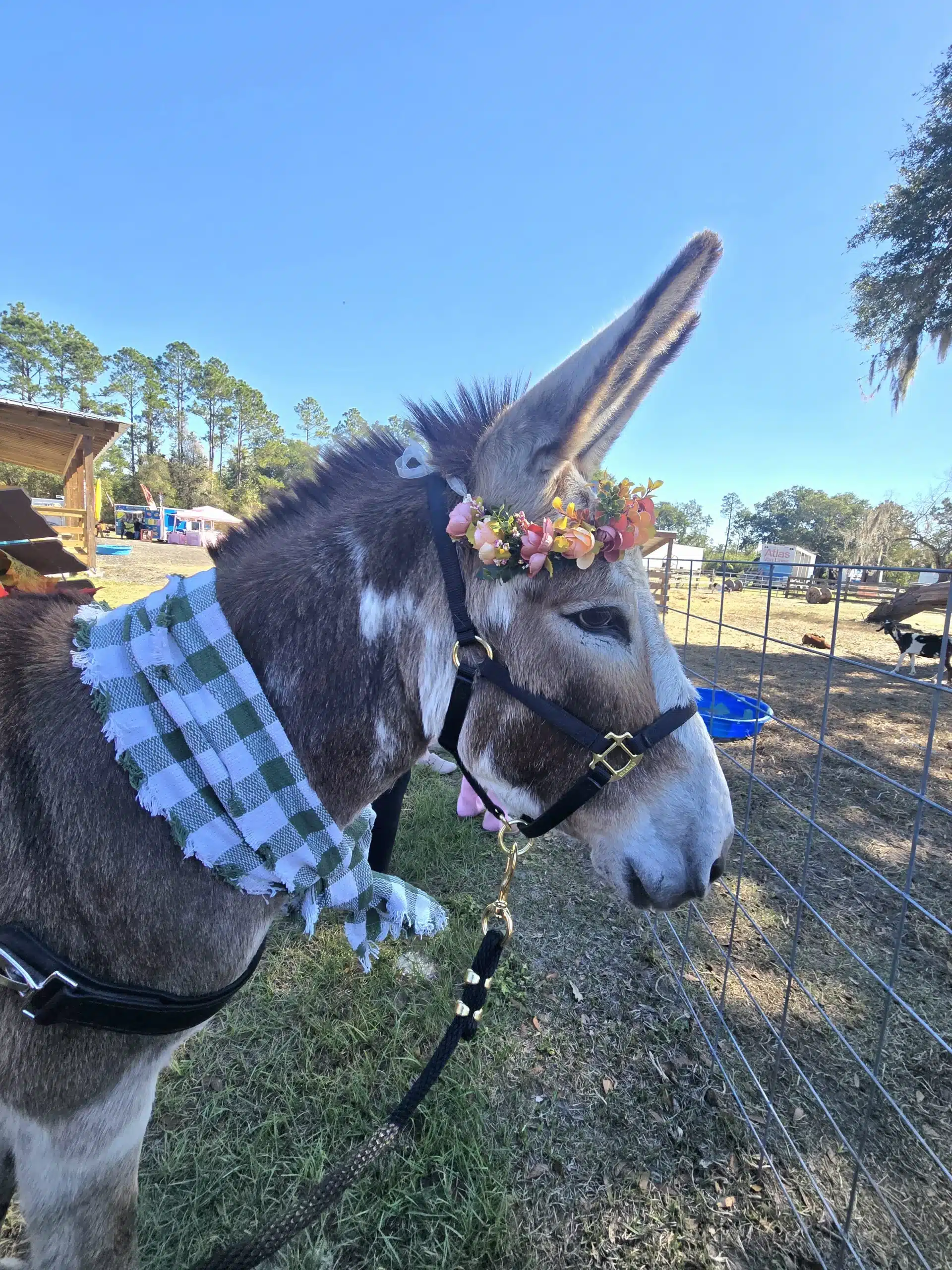 female burro dressed for a wedding