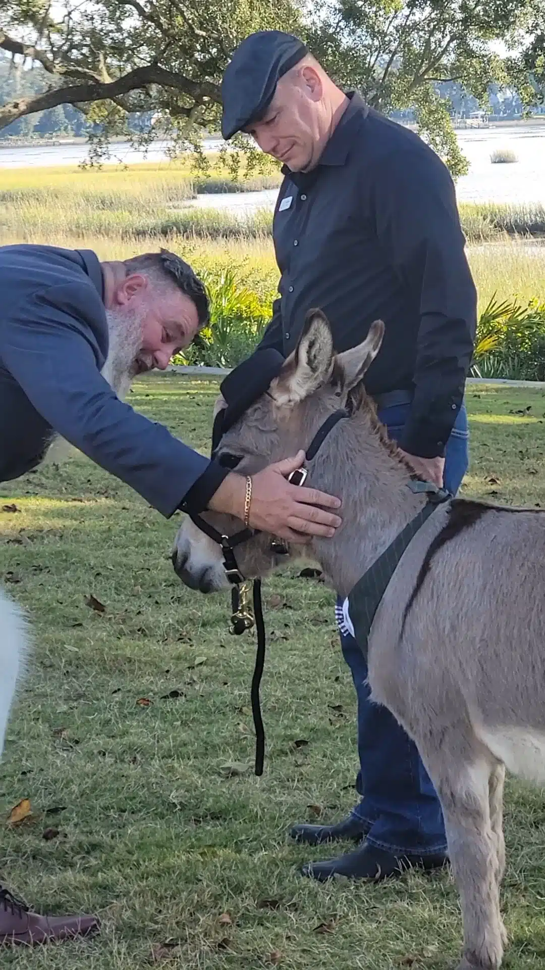 Guest petting a burro at a wedding