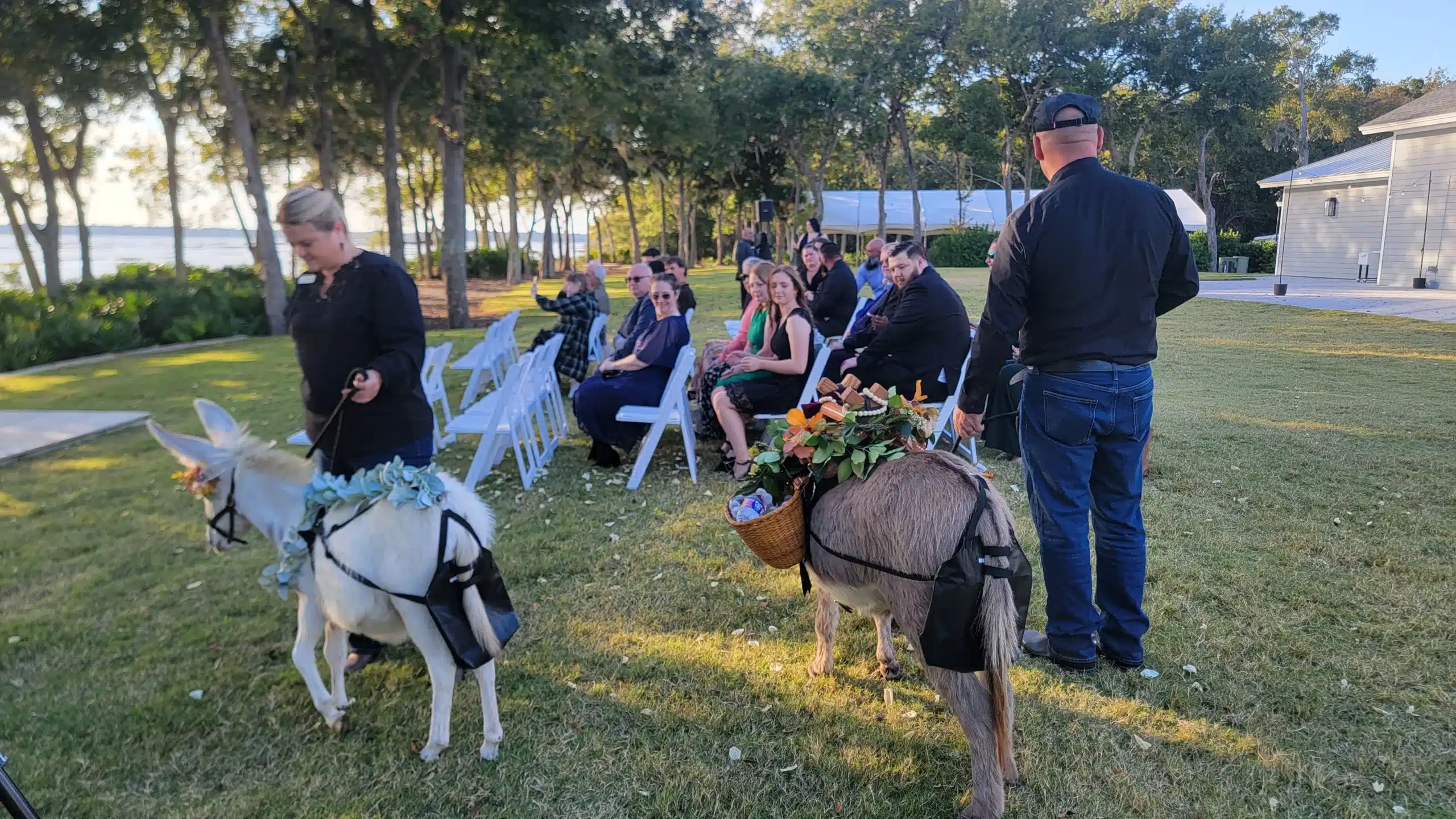 donkeys delivering beverages at a wedding