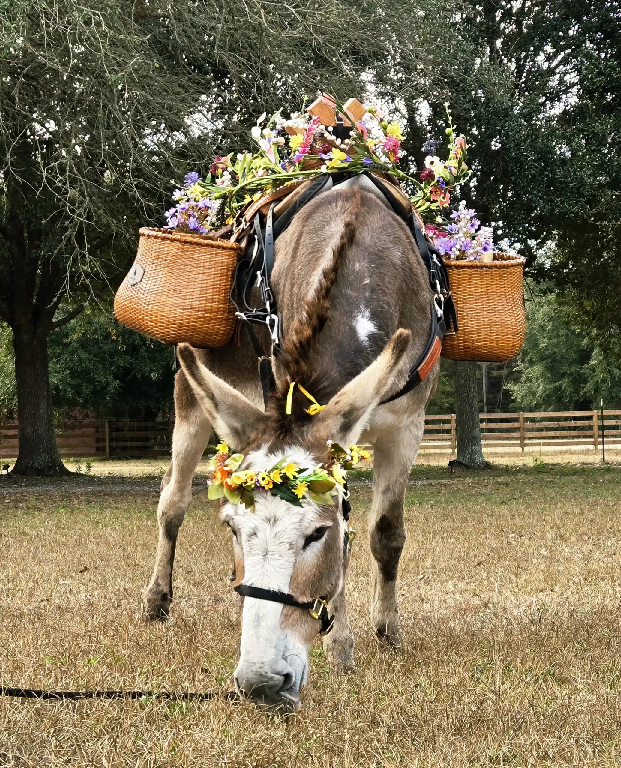 Cute wedding donkey at Burro Buddies