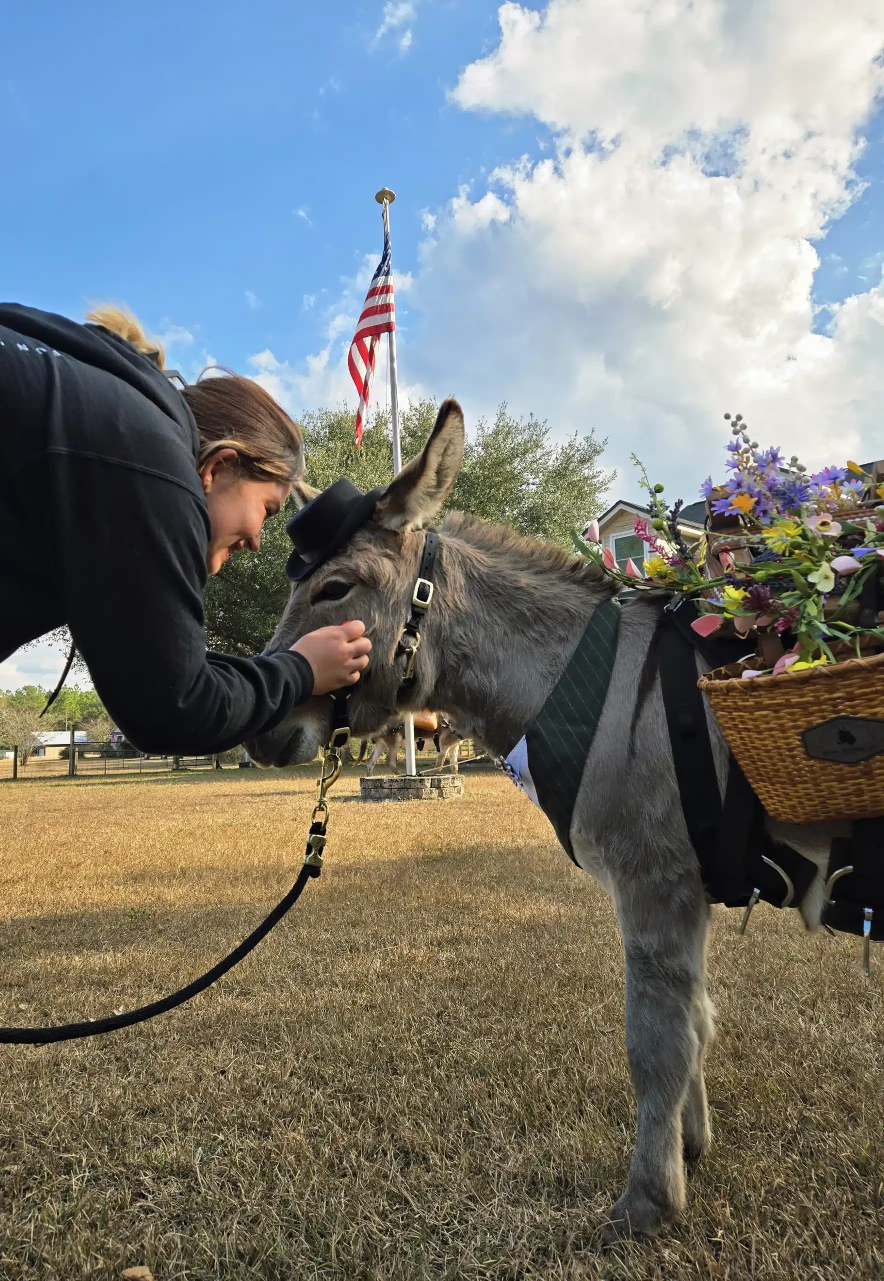 Donkey for weddings Burro Buddies