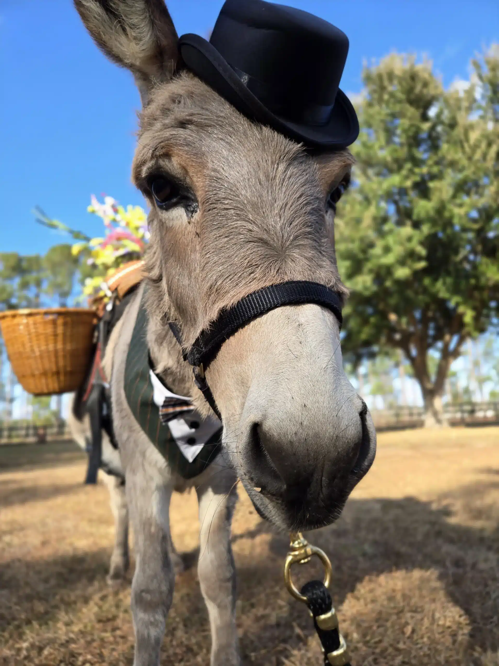 Adorable Wedding Donkeys Burro Buddies