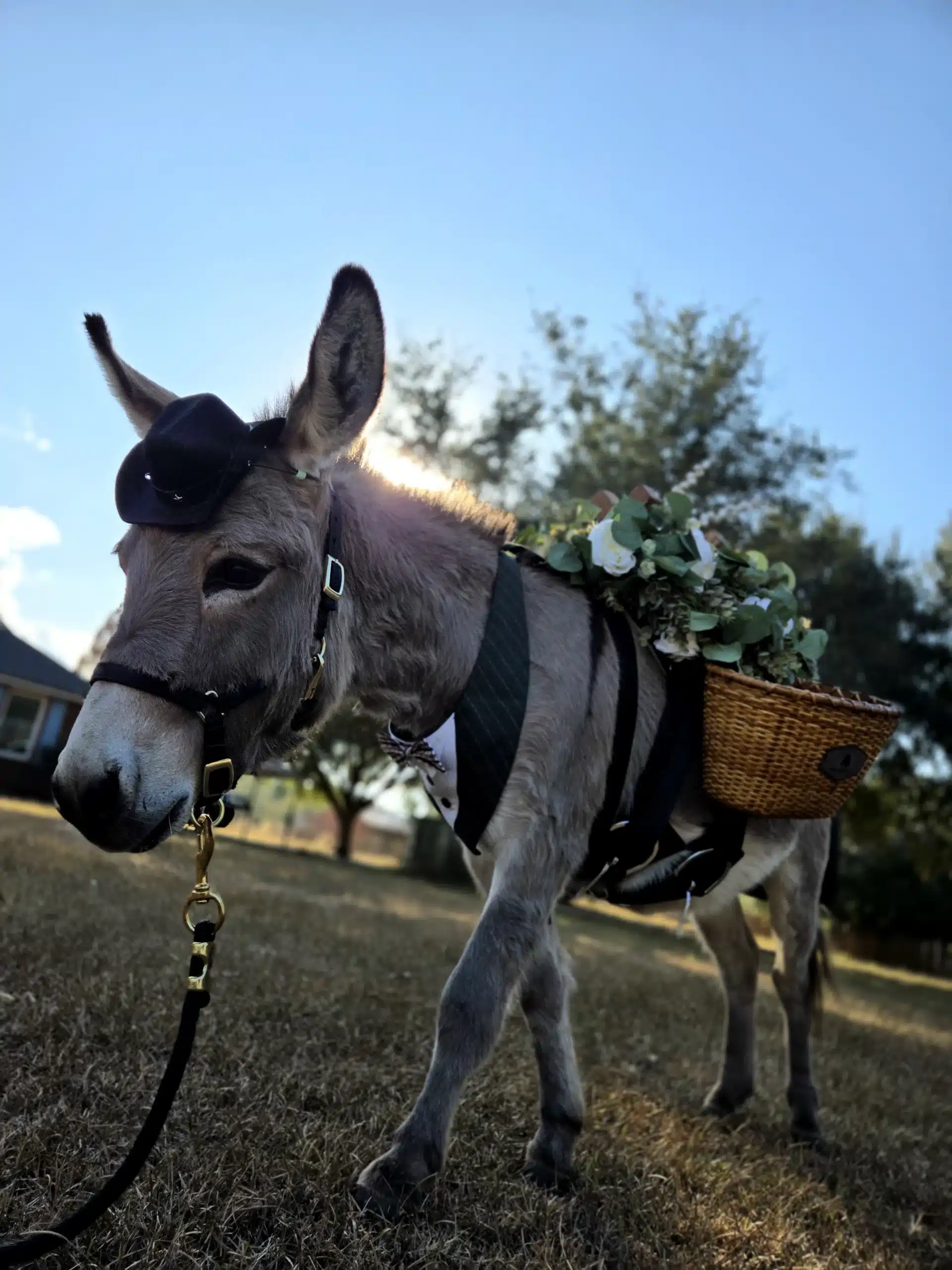 Donkeys dressed for a wedding Burro Buddies