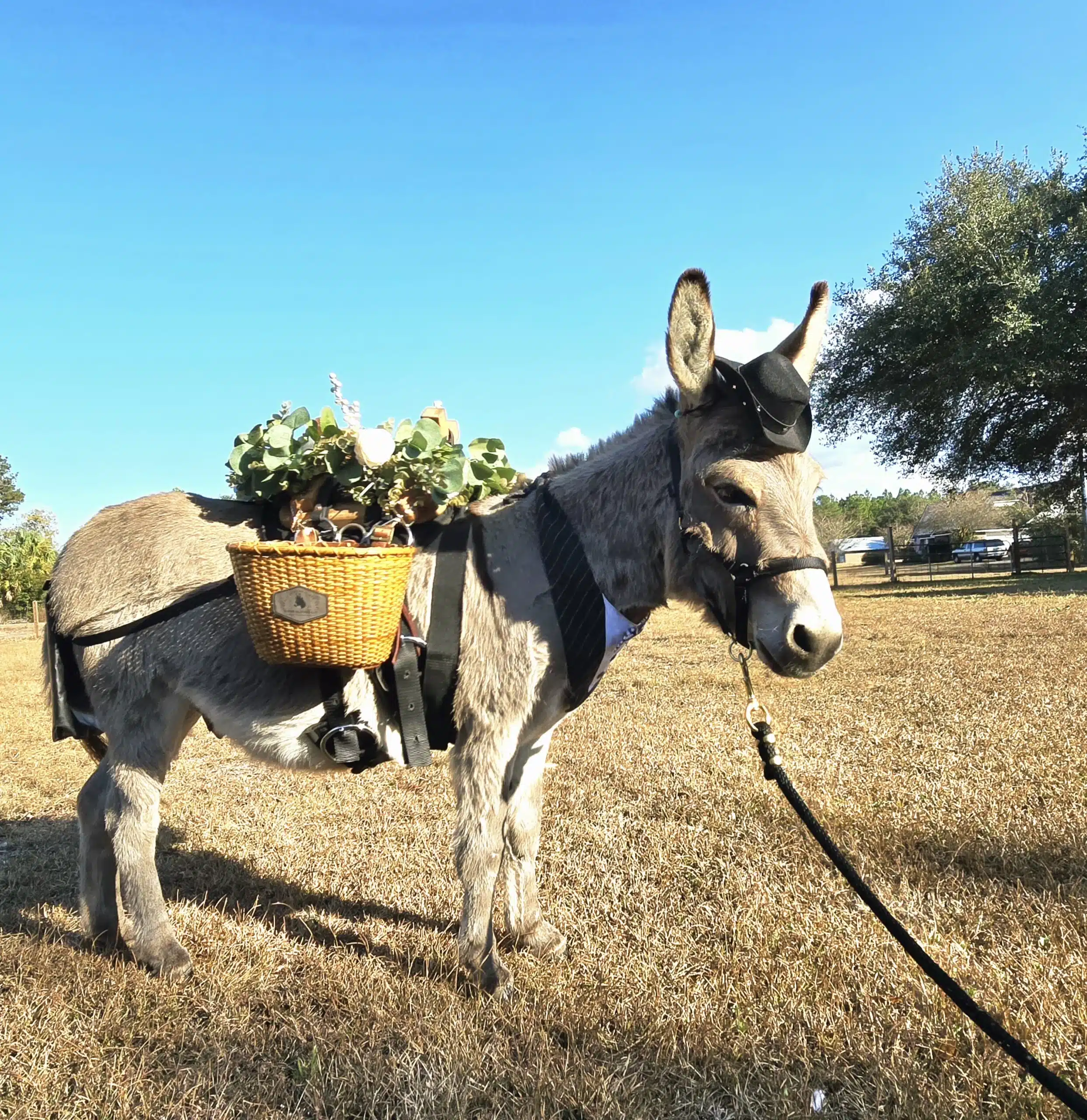 Beverage Donkeys for Hire Burro Buddies