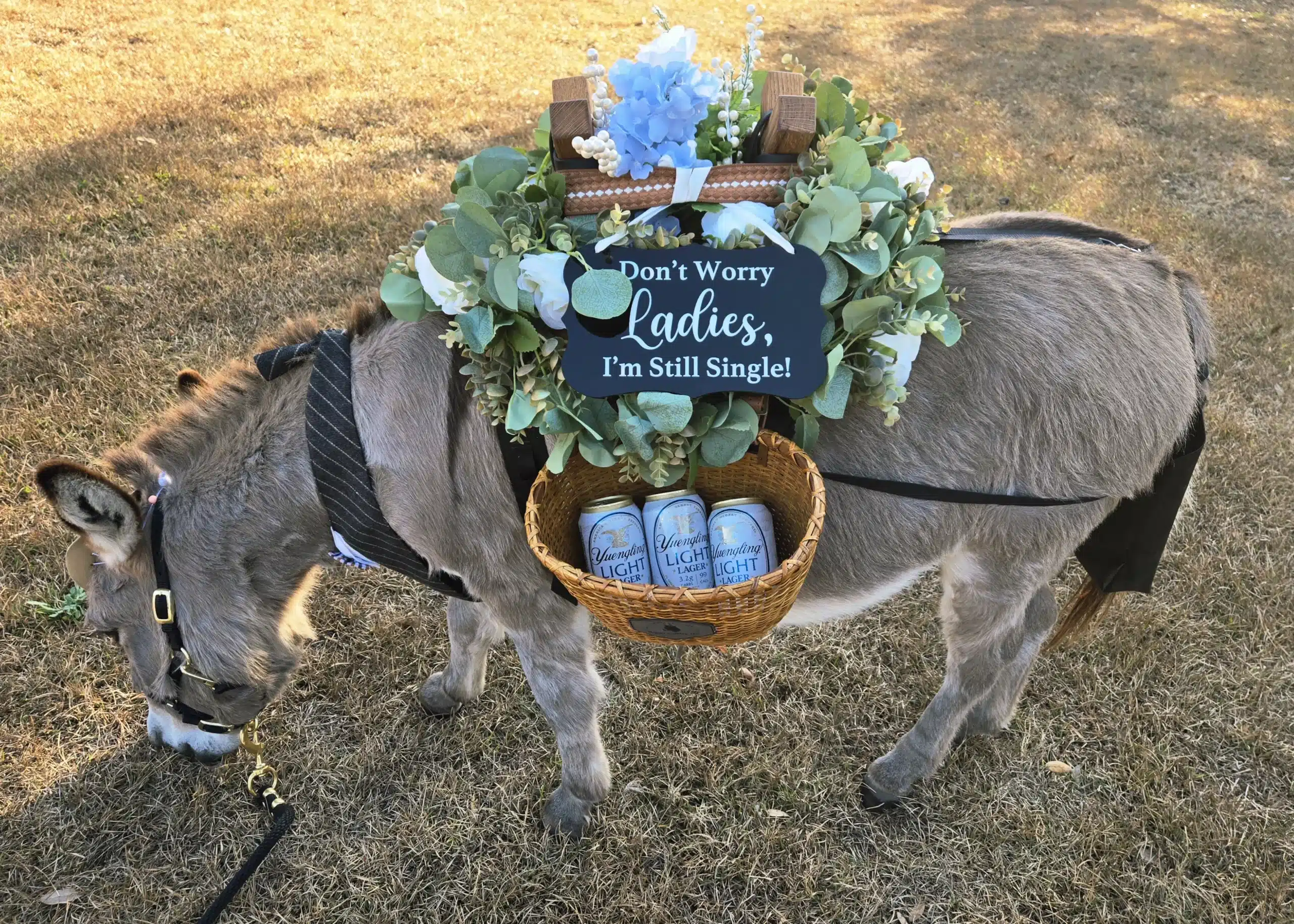 Beer or water donkeys for weddings Burro Buddies