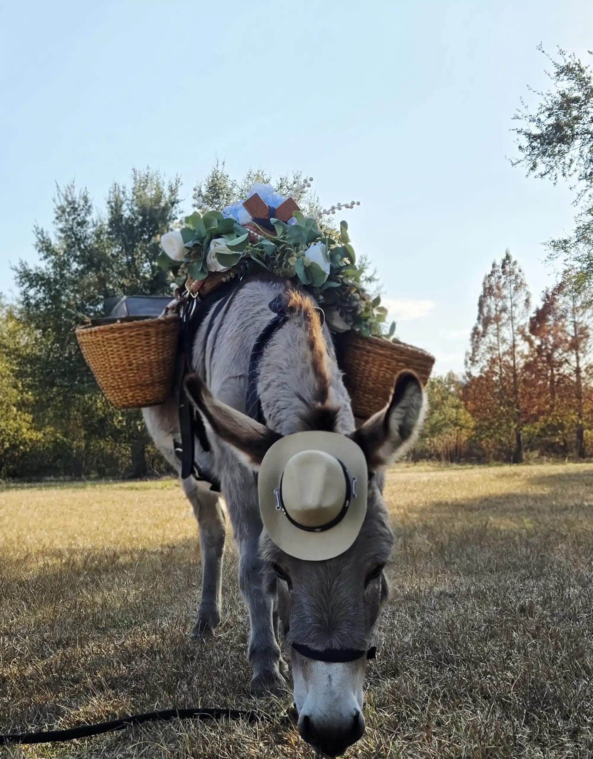 Beer Donkeys in Florida Burro Buddies