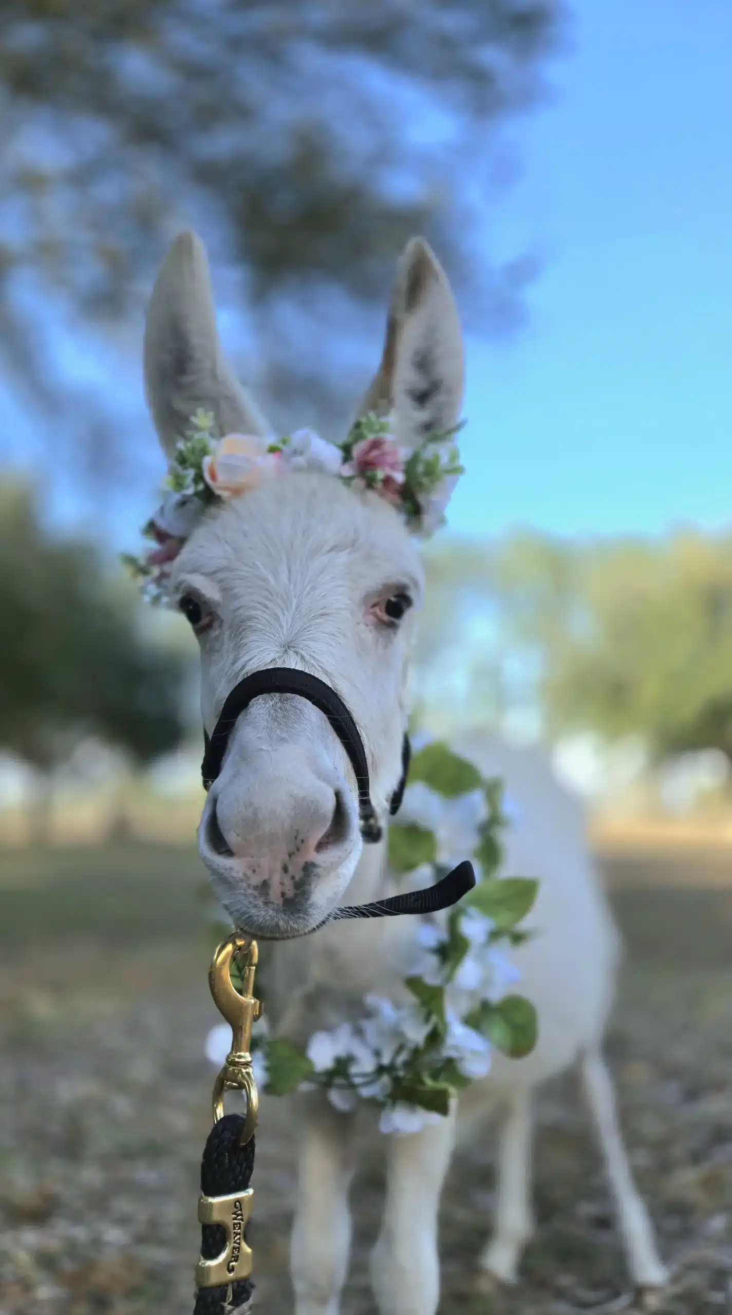 White Beer Donkey Burro Buddies